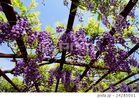 藤棚 藤棚 24285031