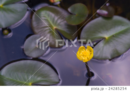 ヒメコウホネ 24285254