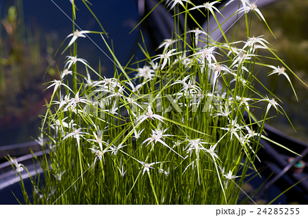 シラサギカヤツリ 24285255