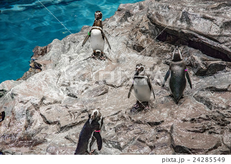ペンギン 24285549
