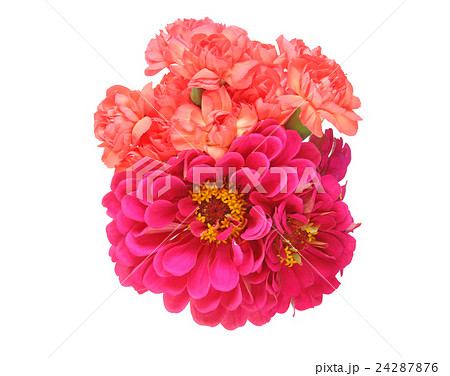 カーネーションとジニアの花束  24287876