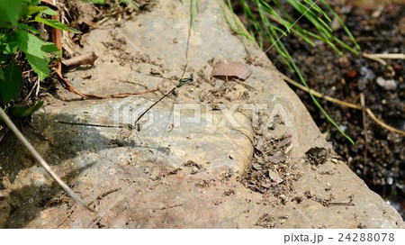 モノサシトンボの連結 モノサシトンボの連結 24288078