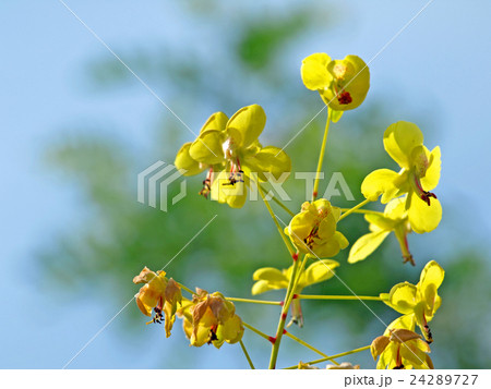 ジャケツイバラ ジャケツイバラ 24289727