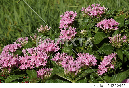 ペンタス ピンク色 ペンタス ピンク色 24290462