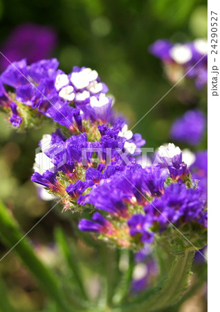 スターチス（紫） 24290527