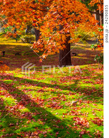 宝厳院 獅子吼の庭 宝厳院 獅子吼の庭 24290855
