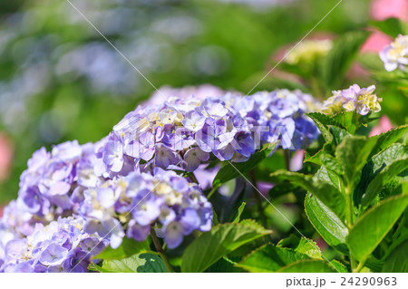 紫陽花 24290963