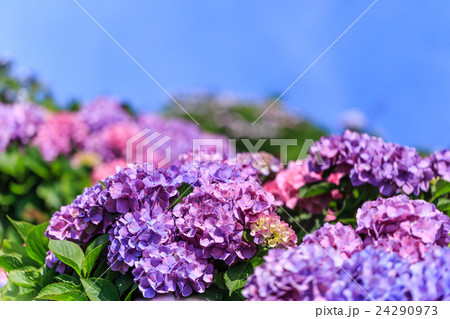 紫陽花 24290973