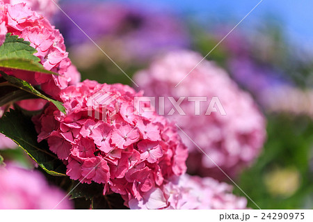 紫陽花 24290975