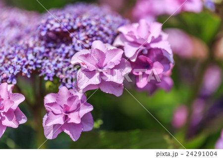紫陽花 24291004