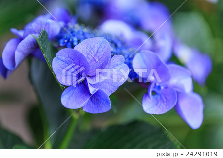 紫陽花 24291019