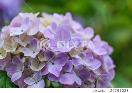 紫陽花 紫陽花 24291023