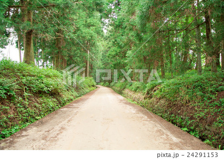 杉並木 杉並木 24291153