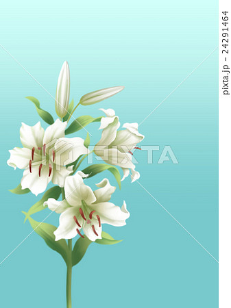 Lily 4 - Stock Illustration [24291464] - PIXTA
