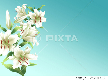 ゆり１のイラスト素材