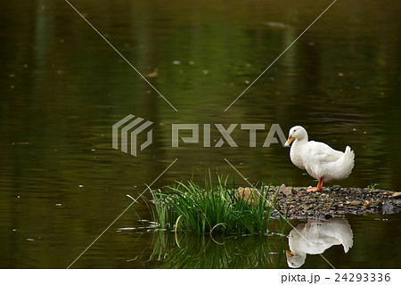 水辺のアヒル 水辺のアヒル 24293336