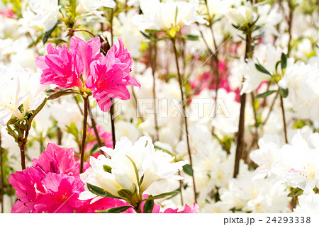 白をバックにピンクのクルメツツジの花 白をバックにピンクのクルメツツジの花 24293338