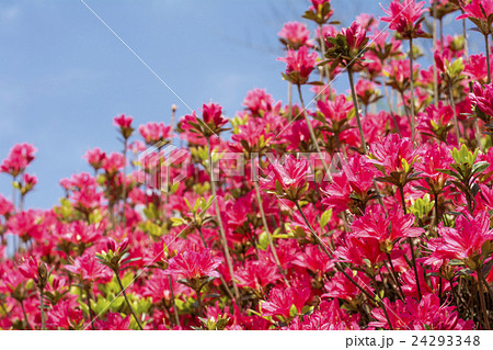 青空の下の濃いピンクのクルメツツジの花 青空の下の濃いピンクのクルメツツジの花 24293348