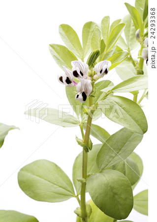 白バックの空豆の花 24293368