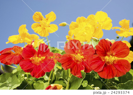 青空の下の橙色と黄色のキンレンカの花 青空の下の橙色と黄色のキンレンカの花 24293374