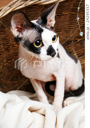 Sphynx Cats Inside a Wooden Basket Looking Up. Sphynx Cats Inside a Wooden Basket Looking Up. 24295357