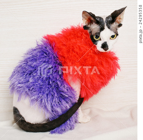 Sphynx cat wearing red and purple pullover Sphynx cat wearing red and purple pullover 24295358