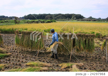 稲干しのある風景 24297968