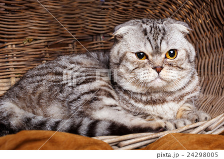 bicolor stripes cat with yellow eyes Scottish Fold bicolor stripes cat with yellow eyes Scottish Fold 24298005
