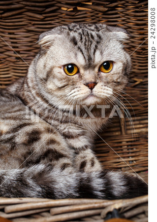 bicolor stripes cat with yellow eyes Scottish Fold bicolor stripes cat with yellow eyes Scottish Fold 24298008