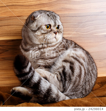 bicolor stripes cat with yellow eyes Scottish Fold bicolor stripes cat with yellow eyes Scottish Fold 24298014