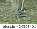 歩くハト 24305401