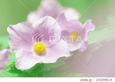 薄紫のシラネアオイ 24309014