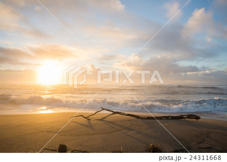 朝焼けの海岸と流木の風景 【優しい雰囲気】 千葉県銚子市君ヶ浜 朝焼けの海岸と流木の風景 【優しい雰囲気】 千葉県銚子市君ヶ浜 24311668