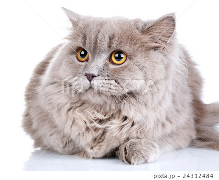 gray cat with yellow eyes  on a white background 24312484