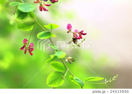 萩の花とミツバチ 24315930