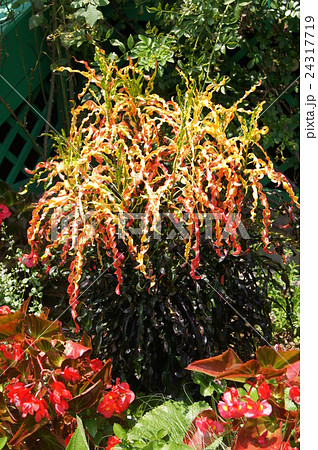 ラセンクロトン 24317719