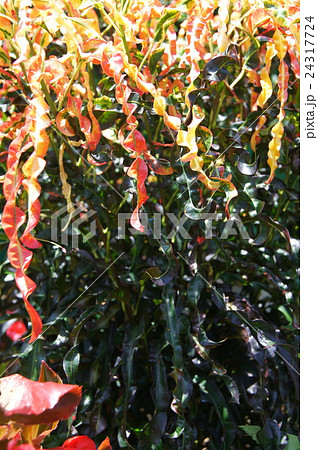 ラセンクロトン 24317724