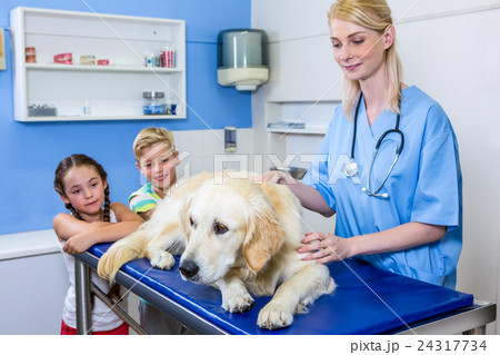 A woman vet and children looking a dog 24317734