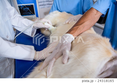 Close up of dog lying Close up of dog lying 24318165