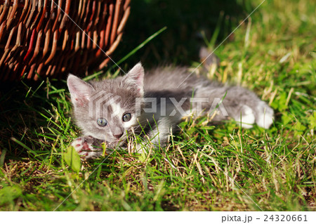 cat lying on the grass near the basket cat lying on the grass near the basket 24320661