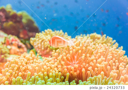 Coral reef and fish underwater 24320733