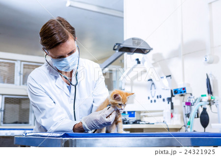 Woman vet osculating a cute kitten Woman vet osculating a cute kitten 24321925