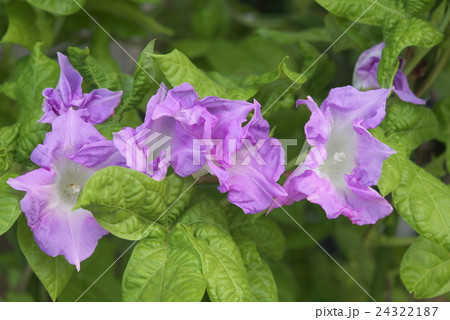 アサガオ76 アサガオ76 24322187