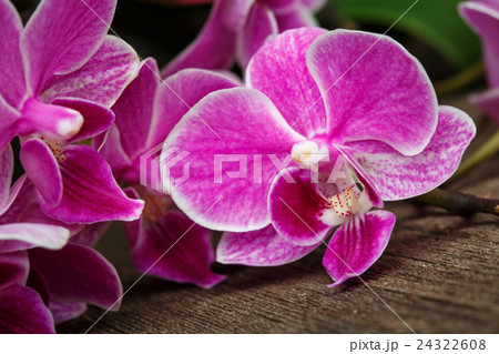 branch of pink orchids on wooden background branch of pink orchids on wooden background 24322608