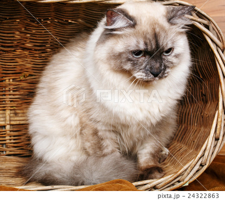 gray cat in a wooden basket gray cat in a wooden basket 24322863
