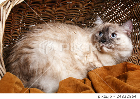 gray cat in a wooden basket 24322864