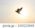 鳩と朝日 24322949