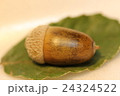 どんぐり 24324522