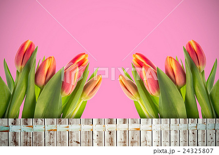 Composite image of tulip flowers Composite image of tulip flowers 24325807
