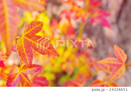 トウカエデの紅葉 トウカエデの紅葉 24326651